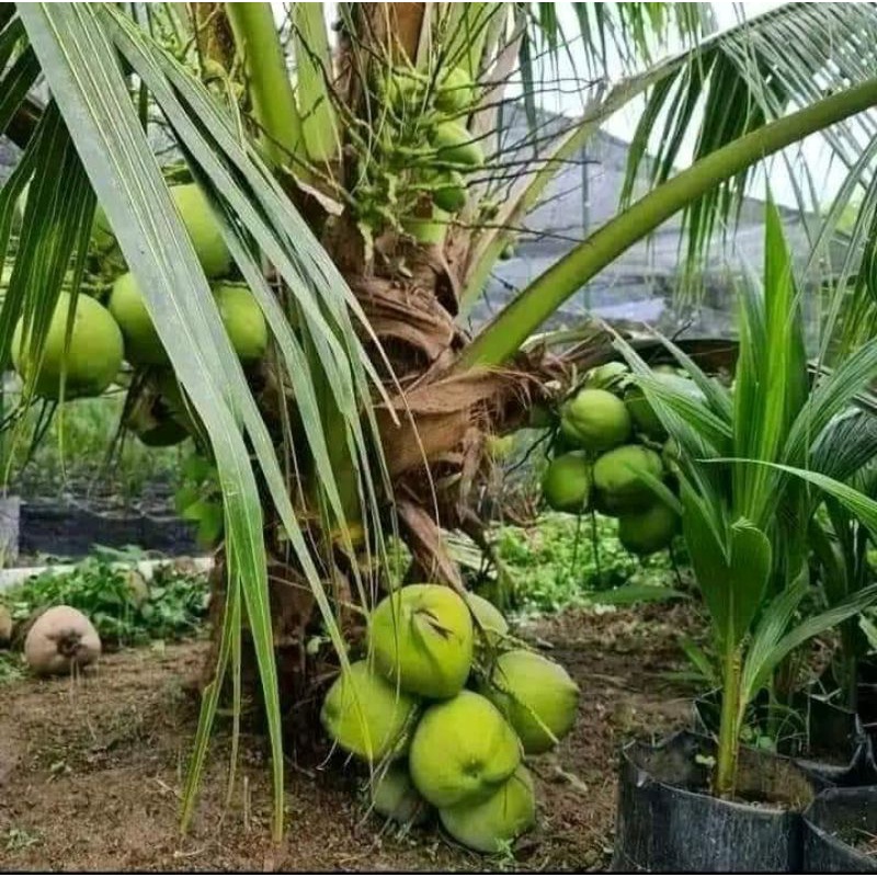 Bibit Kelapa HIBRIDA super genjah