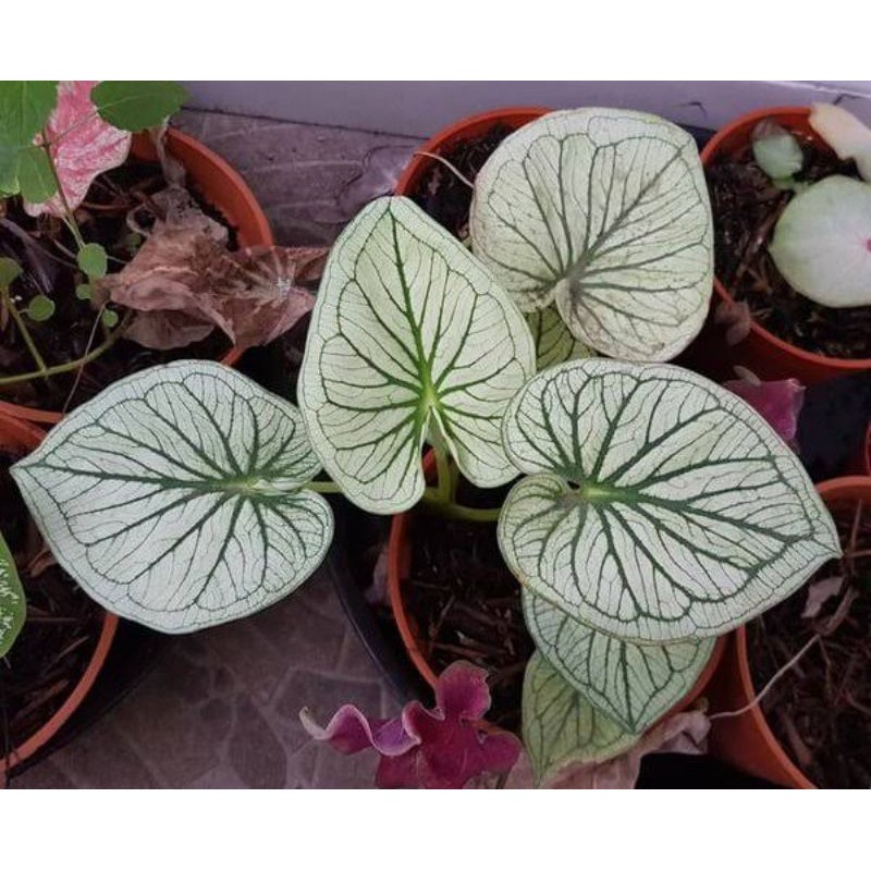 Tanaman hias Caladium/keladi hias IM Lay Thailand