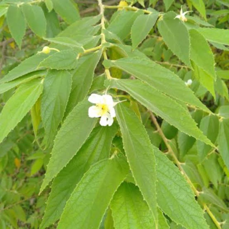 

Daun Kersen talok ceri segar 200gr Herbal