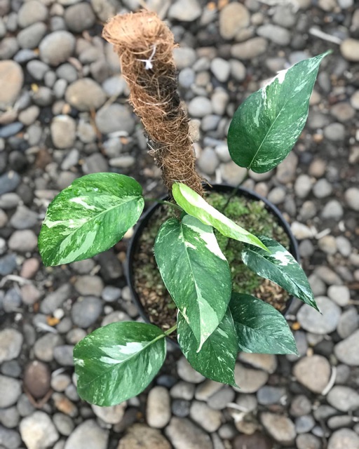 Epipremnum Pinnatum Varigata