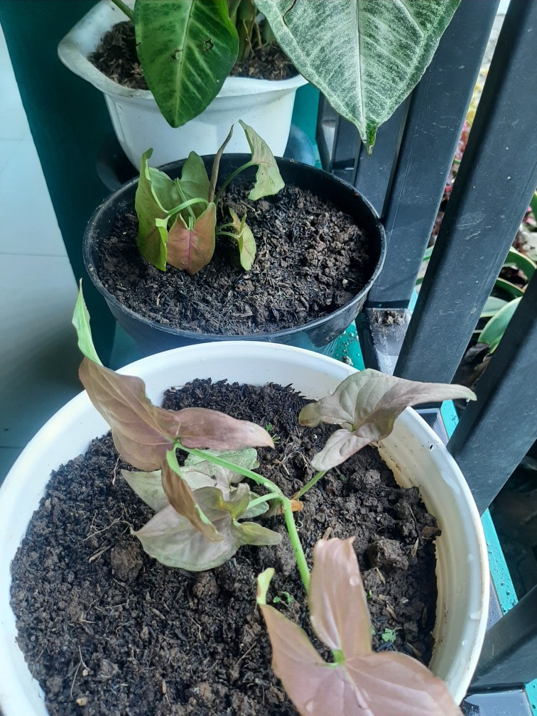 Syngonium Threeking Bibit