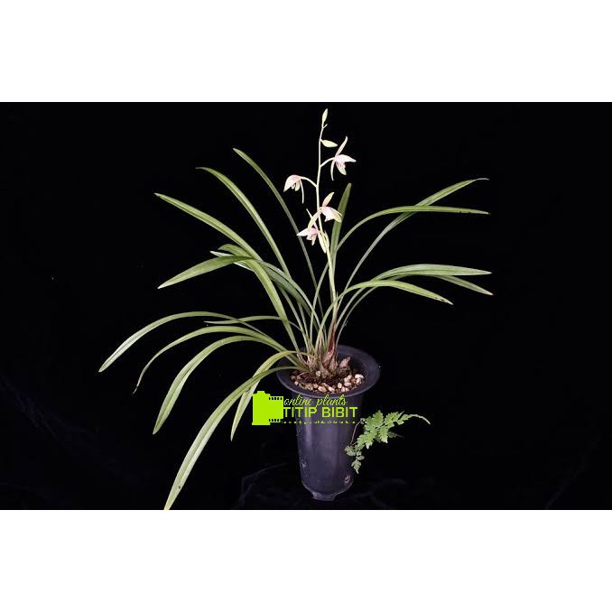 anggrek spesies Cymbidium ensifolium