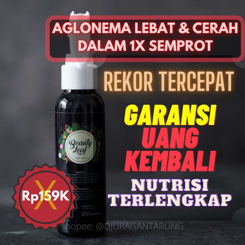 Pupuk Bunga Aglonema, Pupuk Alami Bunga Aglonema, Pupuk Bunga Aglonema Yang Bagus