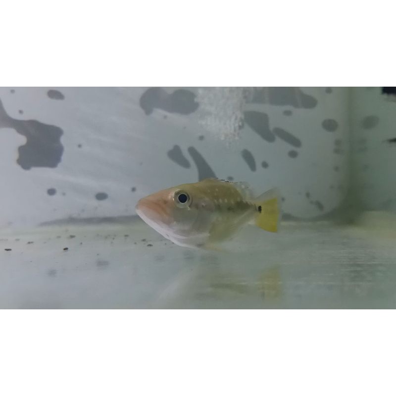 Hiasan Aquarium Pbass Xingu SB
