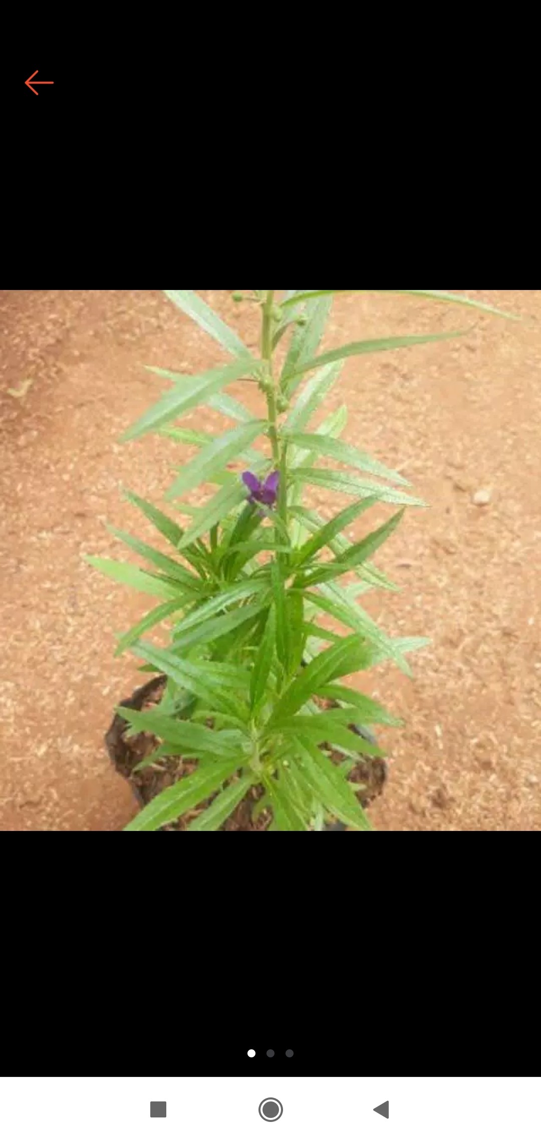 Tanaman Bunga Lavender / Tanaman Pengusir Nyamuk Lavenda