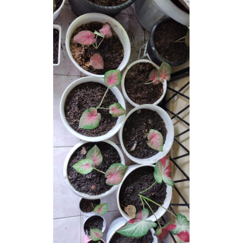 Keladi Pinky Boy PROMO