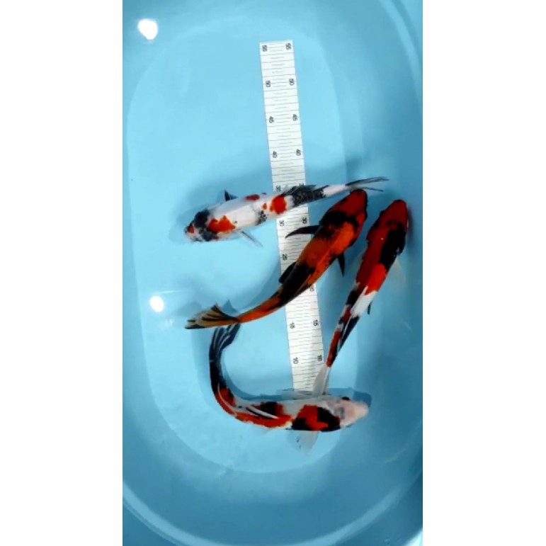 READY STOCK//IKAN HIAS | IKAN KOI HI UTSURI | IKAN KOI SHOWA