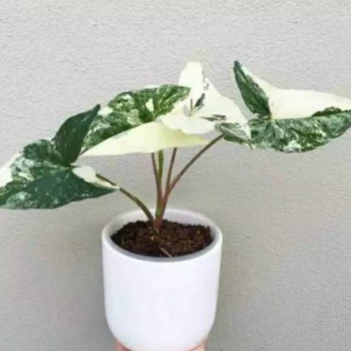 Tanaman hias syngonium varigata-syngonium varigata-syngonium