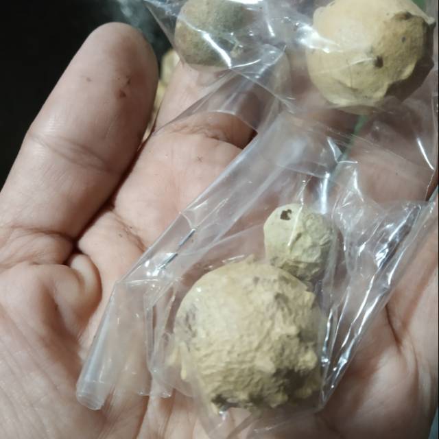 

Buah majakani