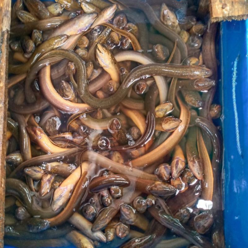iKan Sidat/Belut Besar Jumbo 1 Kg Fresh