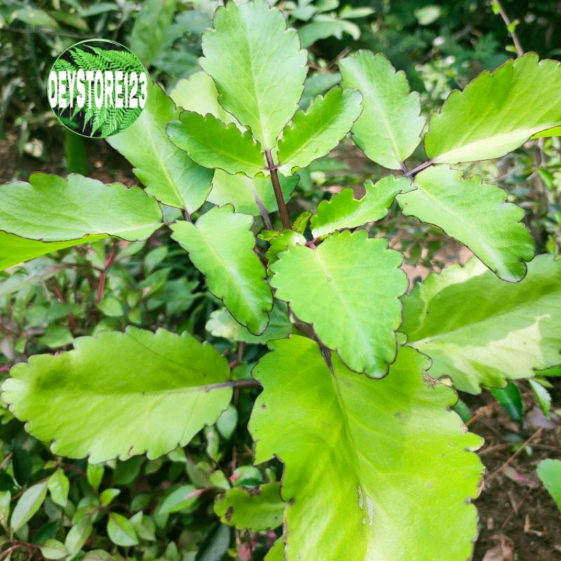 

daun cocor bebek organik per lembar