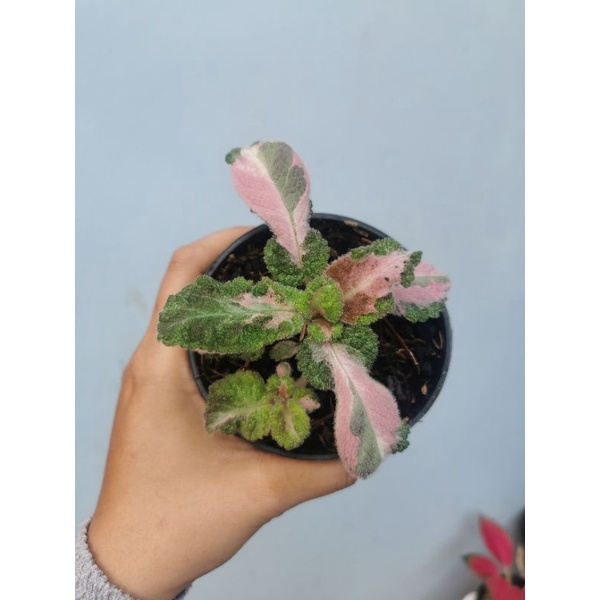 Episcia Picasso