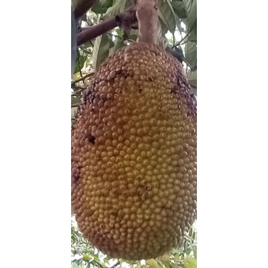 

Buah Nangka hibrida