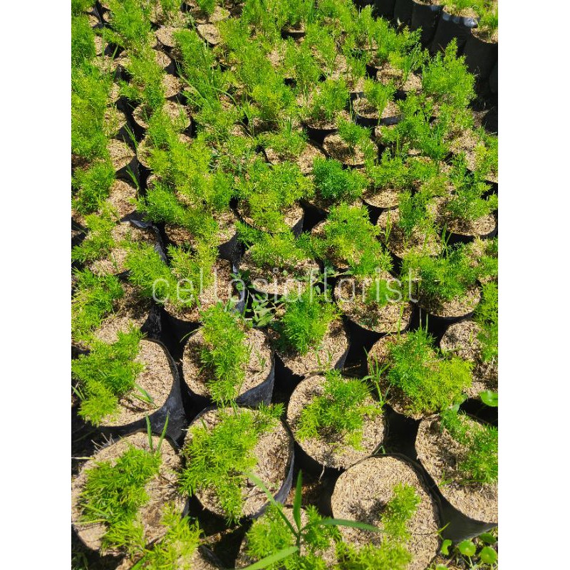 Tanaman Hias Asparagus Krisdoren Garansi
