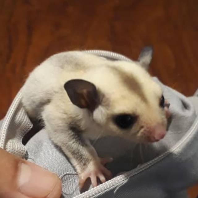 platinum sugar glider