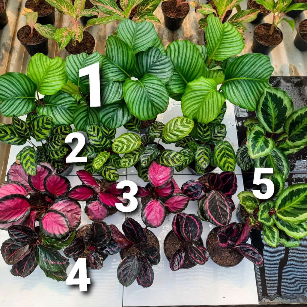 Tanaman Hias Paket Calanthea | Makoyana | Orbyfolia | Crimson | Black Lipstik | Medalion