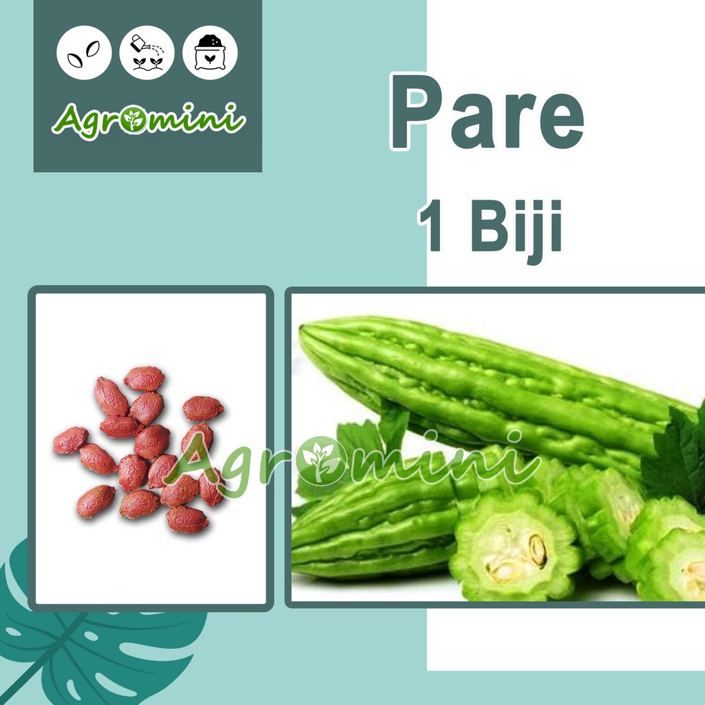 

1 Benih Pare Hibrida F1 Sayuran Pahit Besar Komando - Bibit Tanaman Sayur Seribuan Berkualitas