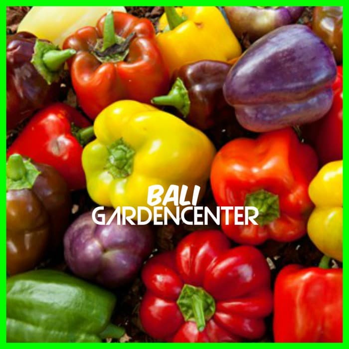 NEW PAKET BENIH BIJI BIBIT BUAH PAPRIKA 4 JENIS