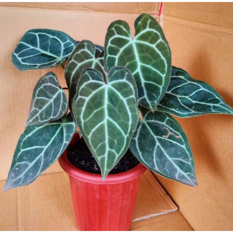 tanaman hias kuping gajah mini/kuping gajah mini murah