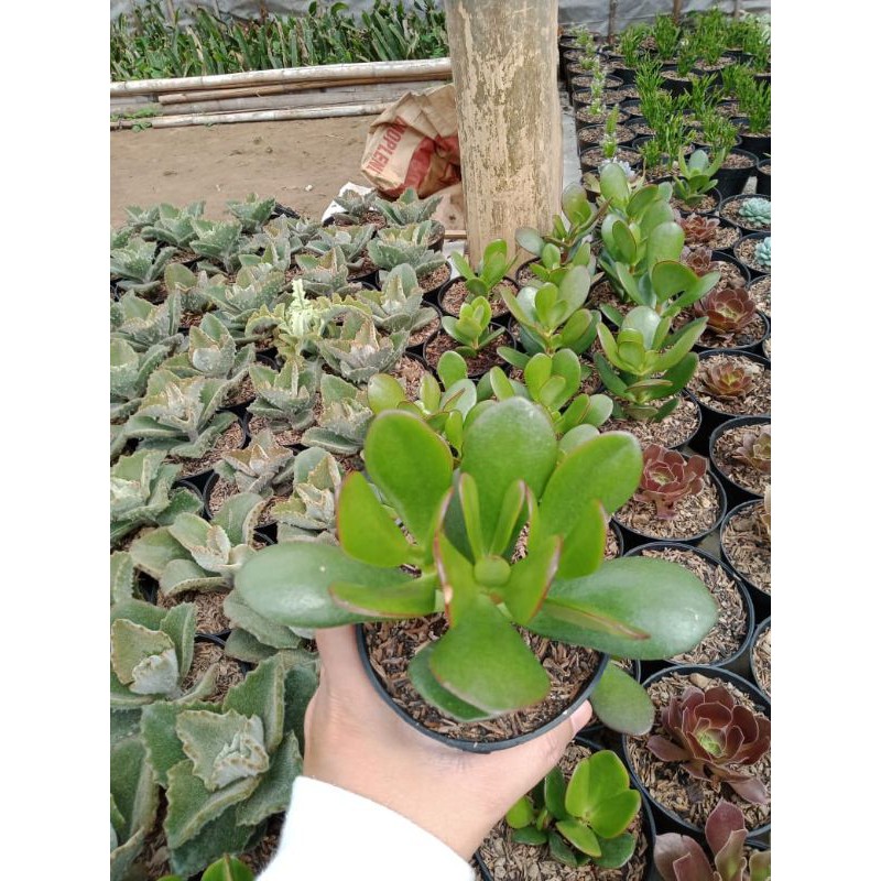 Sukulen Jade Plant