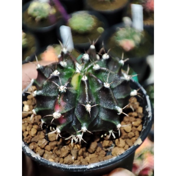 Gymno miha (Black Pearl)