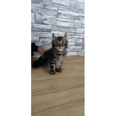 American curl jantan 3bln
