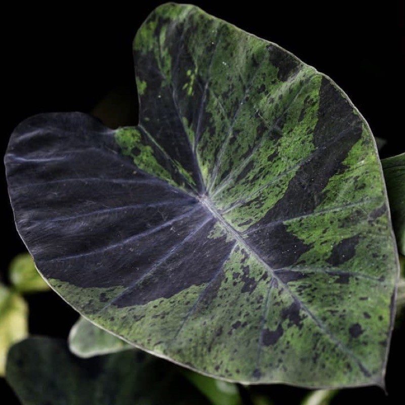 COLOCASIA BLACK MARBLE