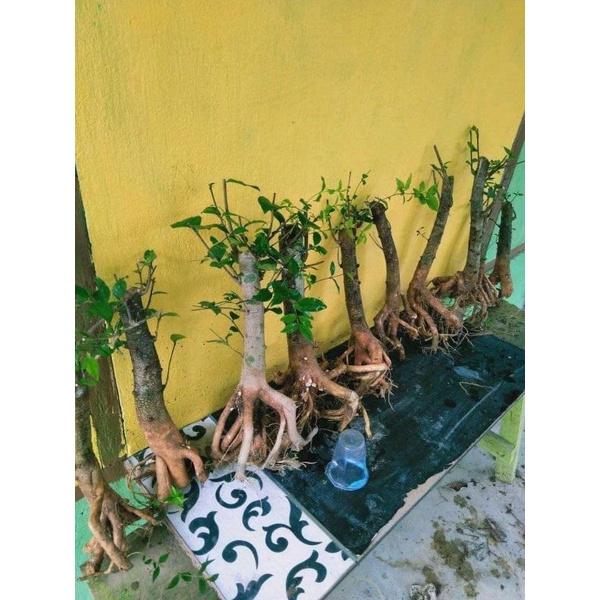 Bahan Bonsai Anting Putri Berkarakter Ukuran Medium