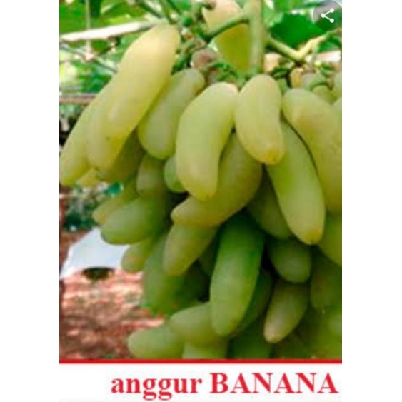bibit anggur banana