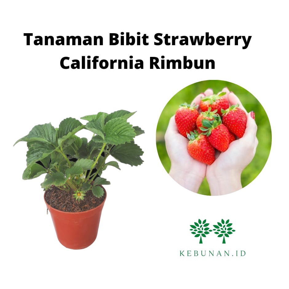 Bibit Strawberry California Siap Berbuah/Strawberry California Rimbun