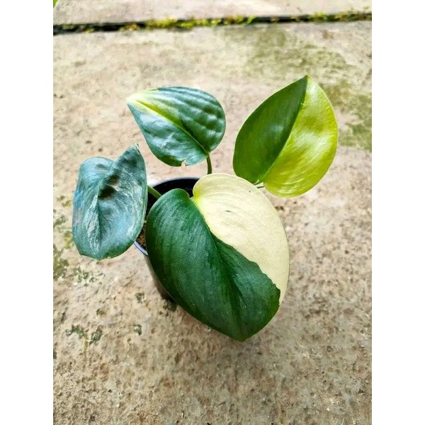 

Skindapsus_mounleg (vrgta) murah