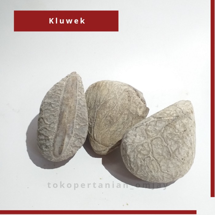 5vtdx7 Keluwek Kluwek Kaluwak Kelewek Mentah 100Gram Z204Vdrx