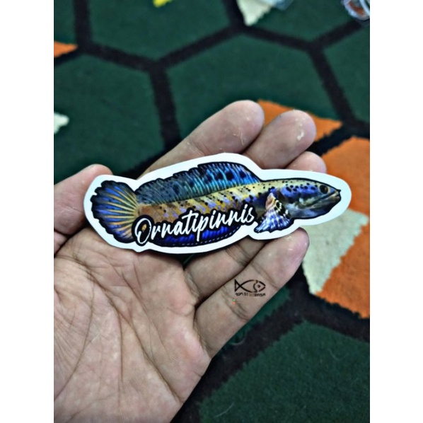 Stiker Channa Ornatipinnis | Ornatipinnis