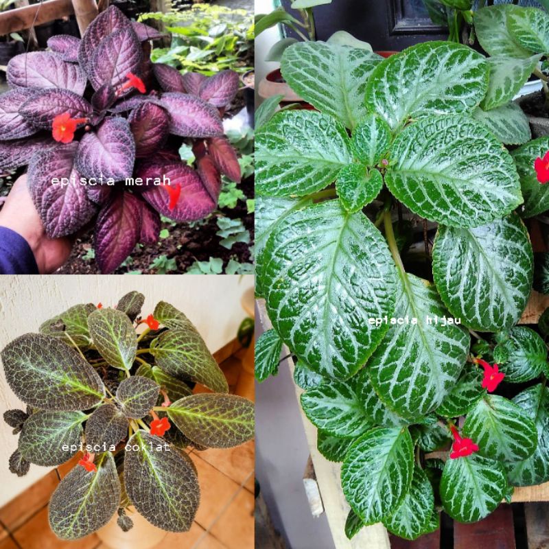 Tanaman gantung episcia cupreata/episcia bludru