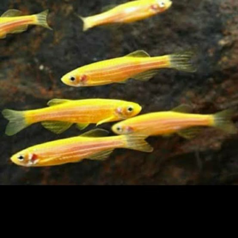 ikan hias zebra danio yellow glofish