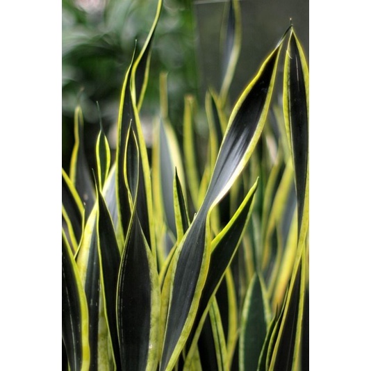 Lidah Mertua/ Snake Plant/ Black Gold Sanseviera
