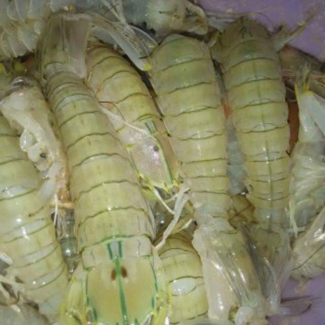 Jual Udang Ketak Udang Alien Hidup Per Ekor Indonesia Shopee Indonesia