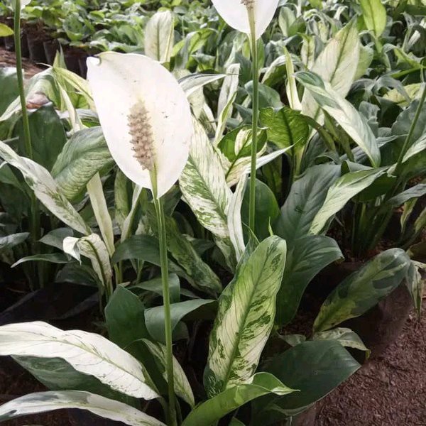 Tanaman Hias spatufilum variegata peace lily variegata lokal