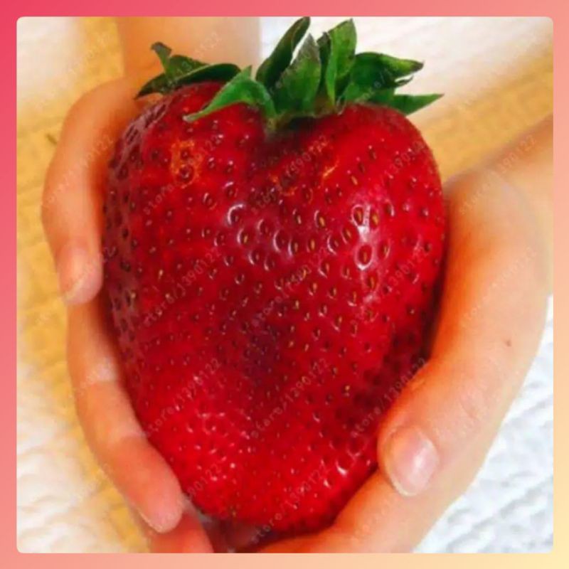 3 benih/ Biji STRAWBERRY RAKSASA IMPORT