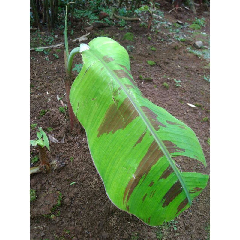 

Bibit pisang BAGJA pisang tanpa jantung pisang tanduk