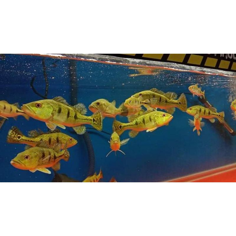 peacock bass pbass kelberi golden bahia