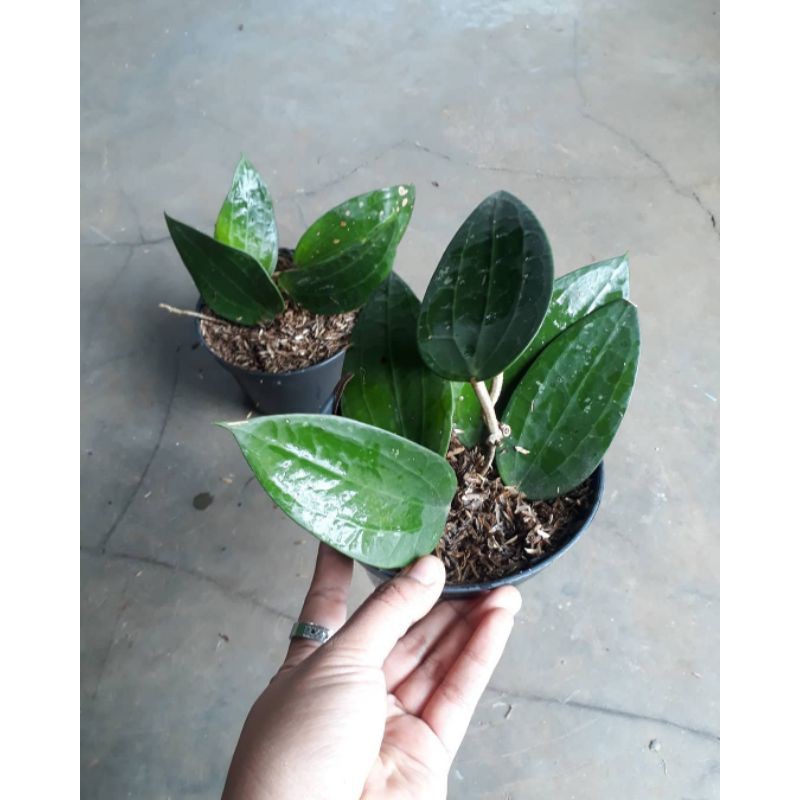 Tanaman Hias Hoya Macrophylla Tanaman Gantung Hoya macrophylla