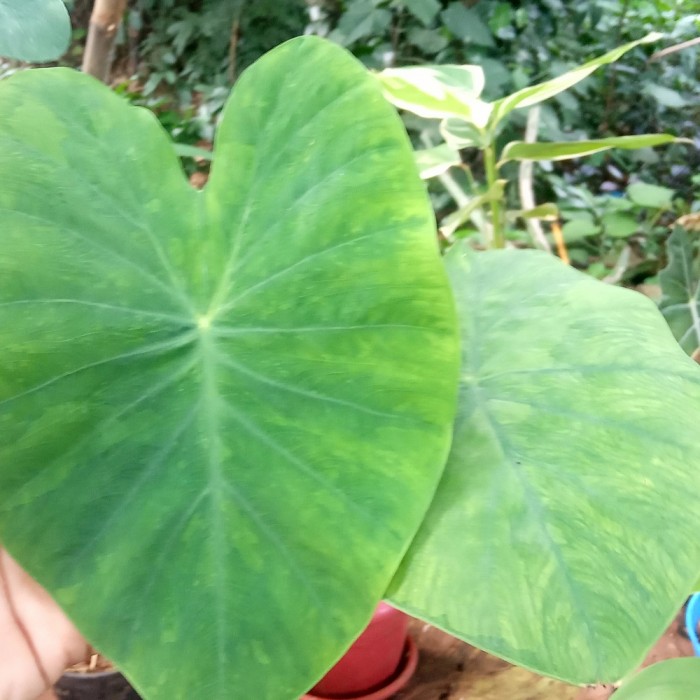 super murah/tanaman hias colocasia midori sour+pot tawon