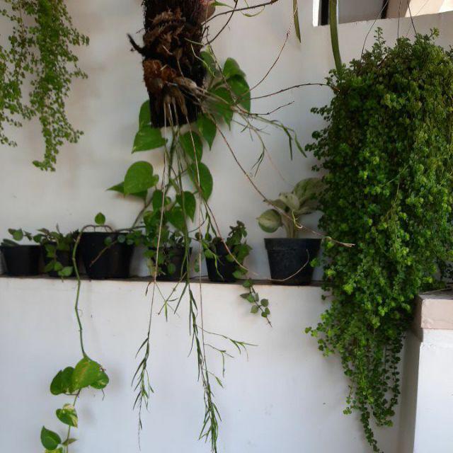 Anggrek Dendro Linearifolium