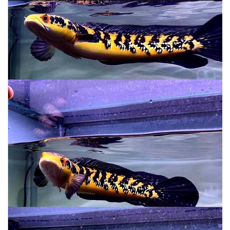 channa maruliodes yellow sentarum. maru ys