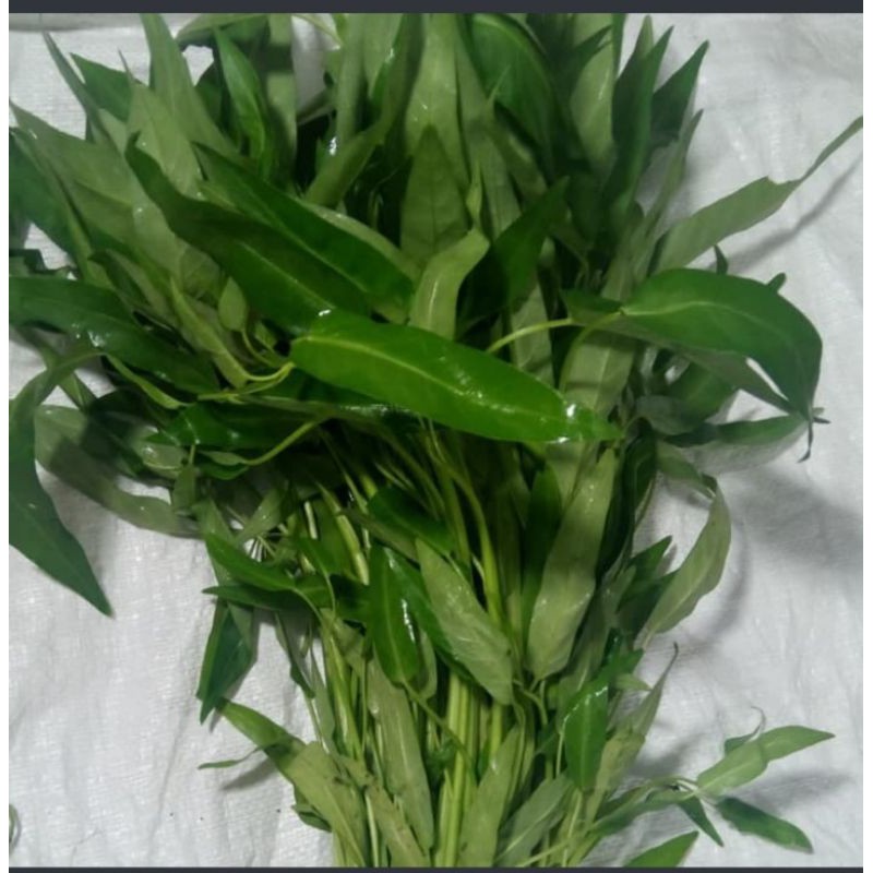 

kangkung segar