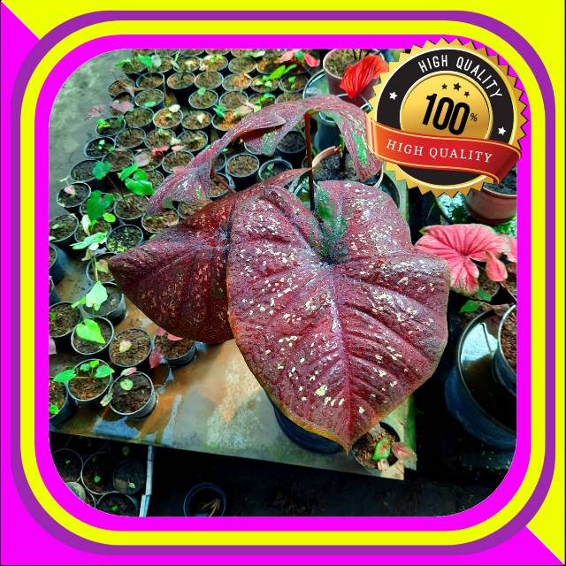 Pusat Grosir Bibit Tanaman Hias / Keladi / Caladium / Kaladium Dark Chocho / Coco jeVDmJUadEnX3