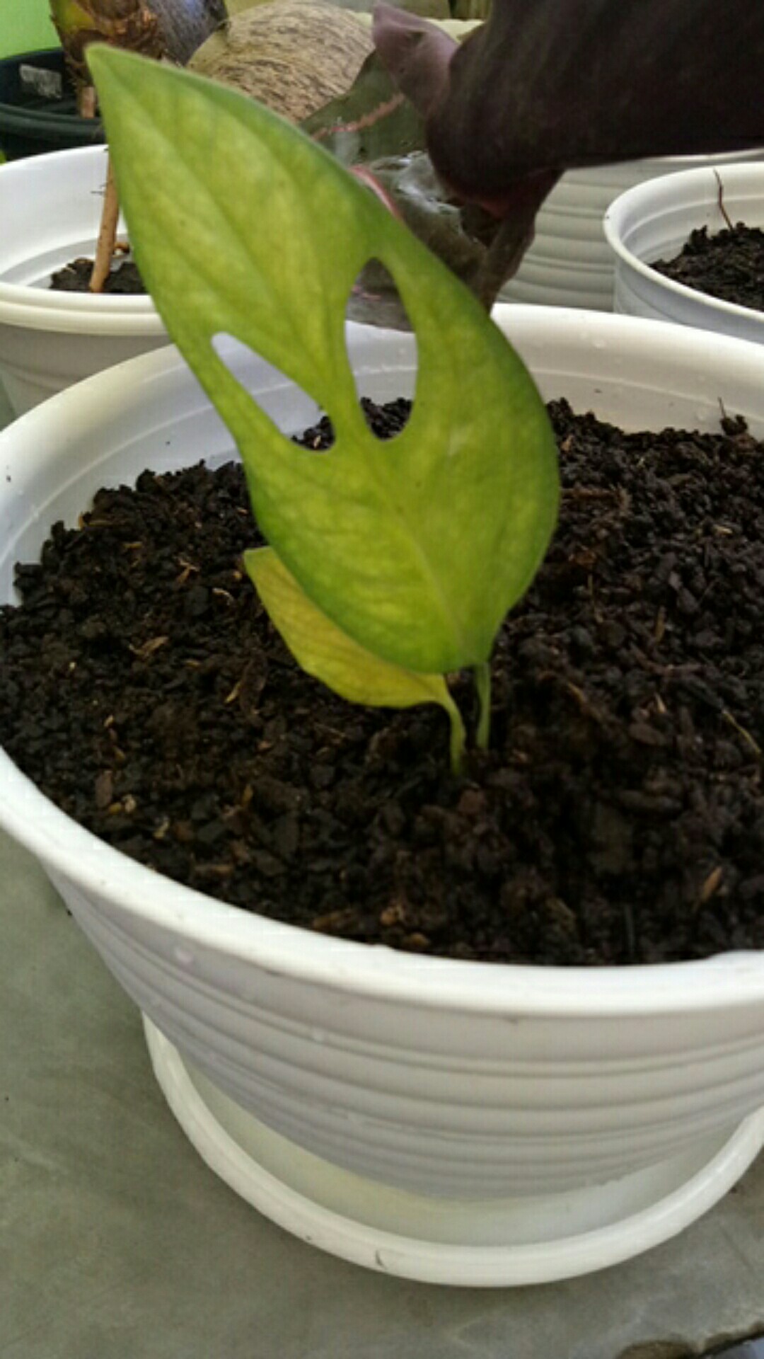 Tanaman Hias Monstera Obliqua//monster Janda Bolong // Janbol