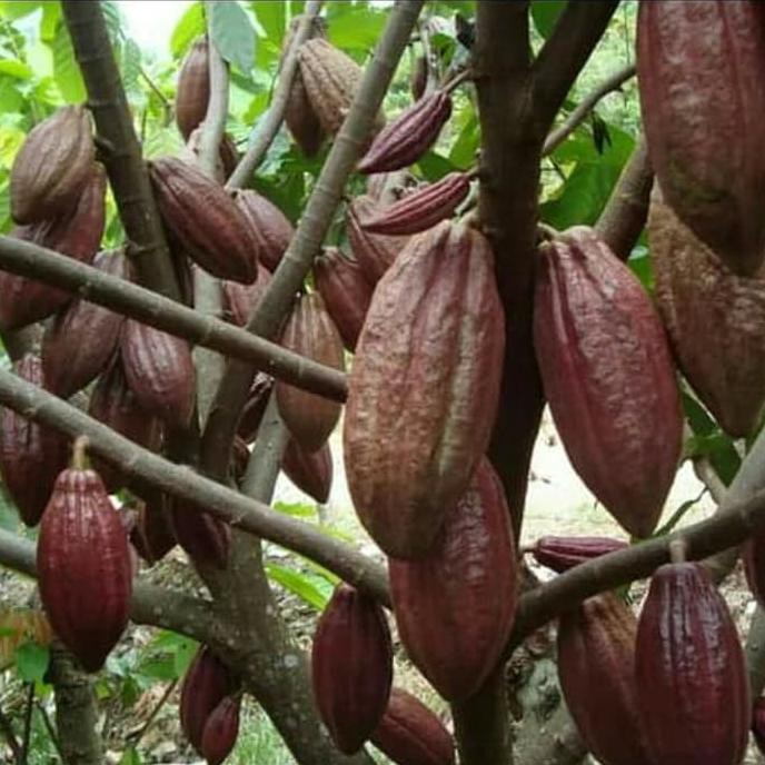 Jual Online Seeds Benih Biji Buah Kakao Kopi Coklat Cokelat Theobroma Cacao Cocoa Bean Beans