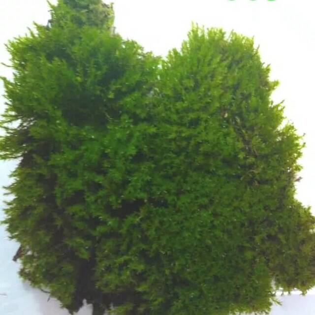 Fissiden moss langka moss cantik moss murah aquascape aquarium